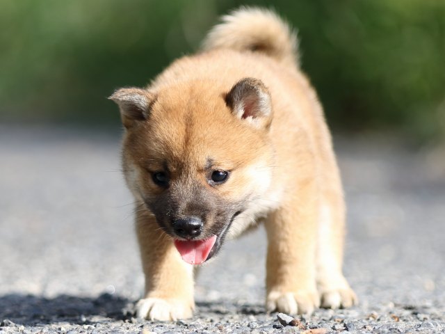 FP5A3489-puupy-shibainu