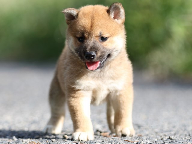 FP5A3497-puupy-shibainu