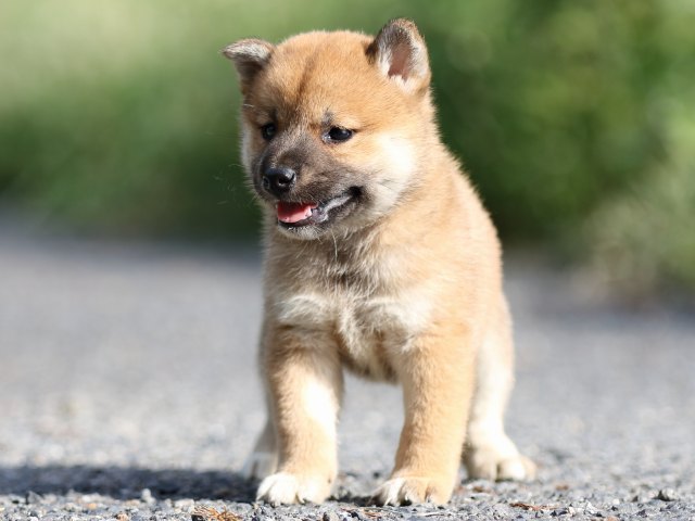 FP5A3502-puupy-shibainu