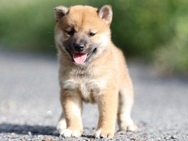 FP5A3517-puupy-shibainu