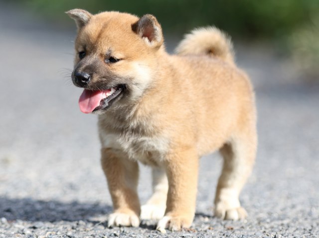 FP5A3522-puupy-shibainu