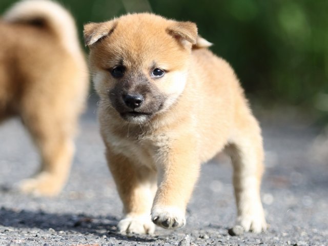 FP5A3551-puupy-shibainu