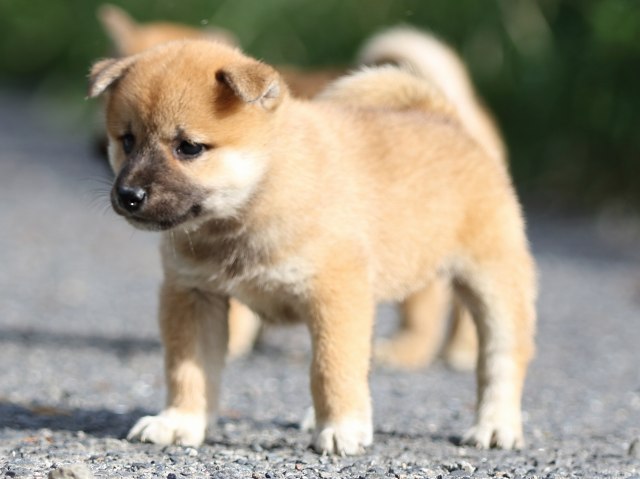 FP5A3557-puupy-shibainu