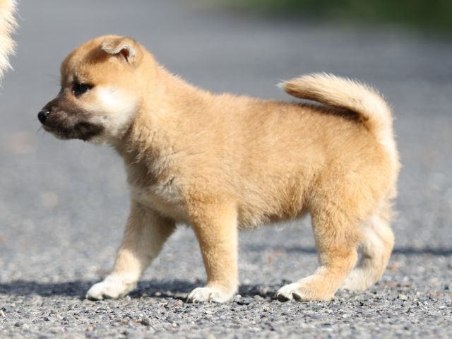 FP5A3569-puupy-shibainu