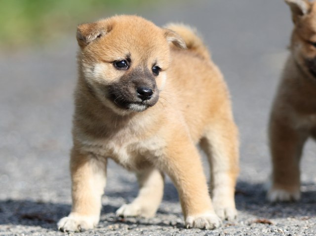 FP5A3587-puupy-shibainu