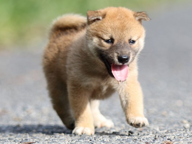 FP5A3602-puupy-shibainu