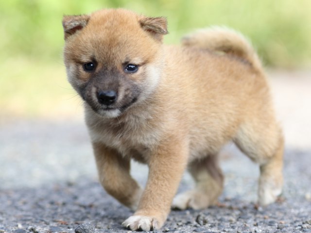 FP5A3637-puupy-shibainu