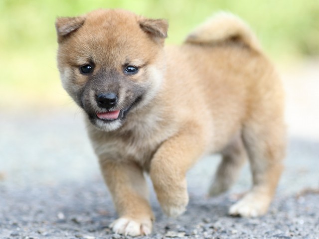 FP5A3639-puupy-shibainu