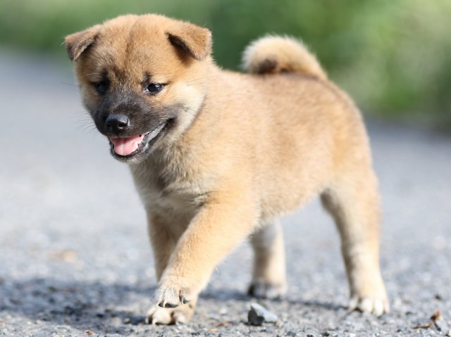 FP5A3700-puupy-shibainu