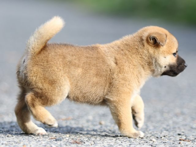 FP5A3761-puupy-shibainu