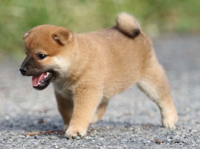 FP5A3890-puupy-shibainu