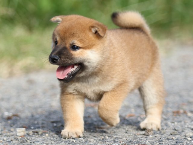 FP5A3901-puupy-shibainu