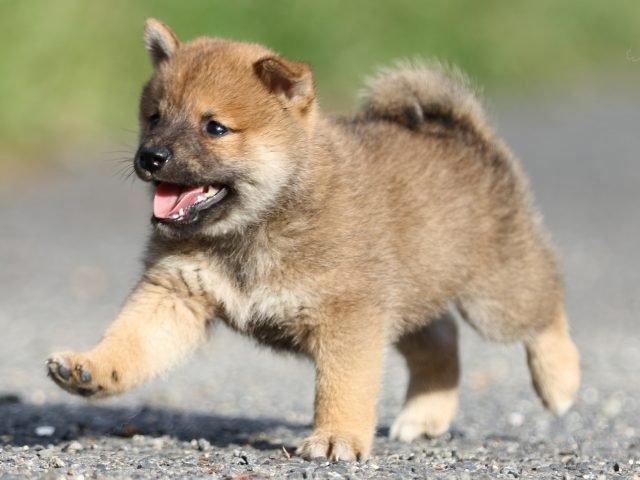 FP5A3923-puupy-shibainu