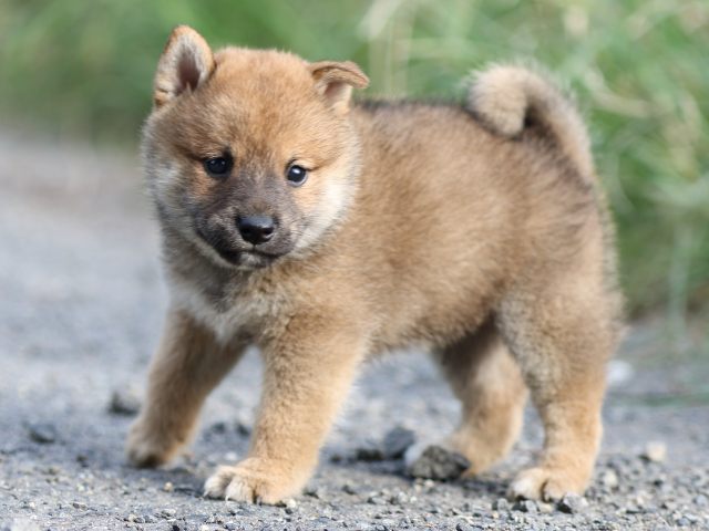 FP5A3974-puupy-shibainu