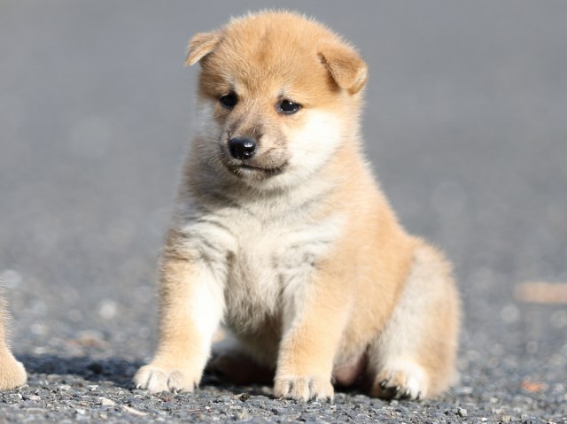 FP5A4097-puupy-shibainu