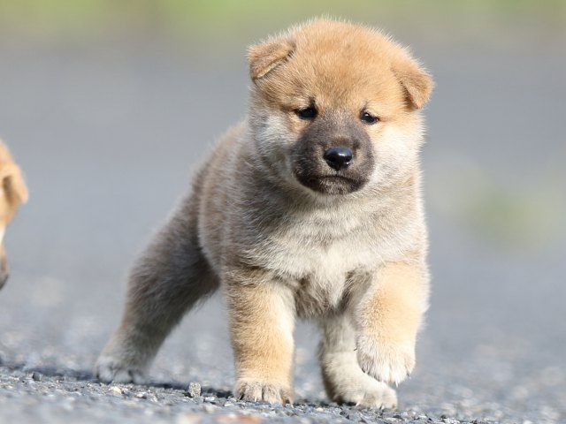 FP5A4119-puupy-shibainu