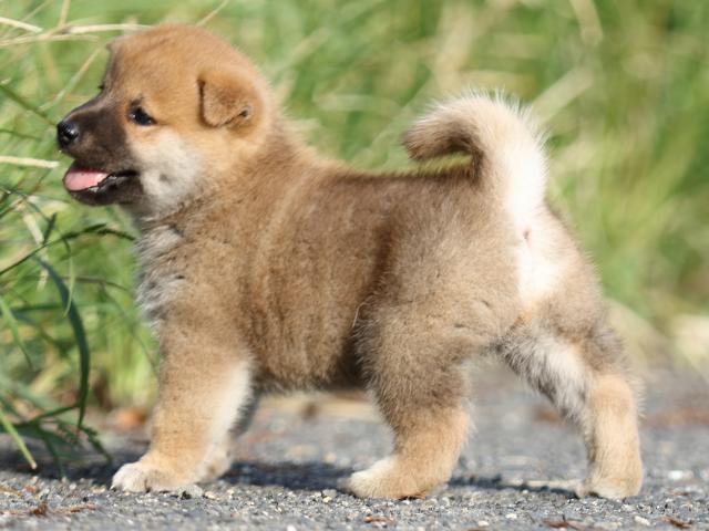 FP5A4168-puupy-shibainu