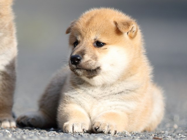 FP5A4210-puupy-shibainu