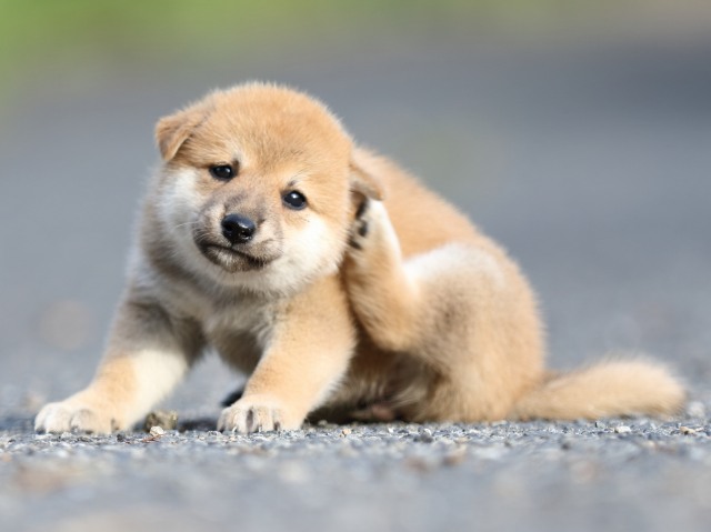 FP5A4242-puupy-shibainu