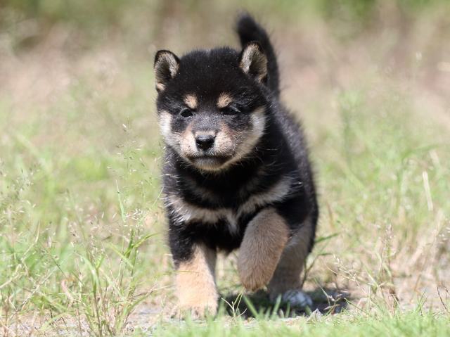 FP5A4878-puupy-shibainu