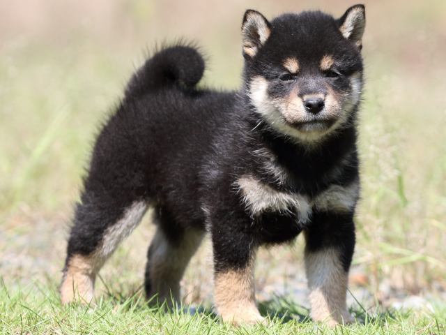 FP5A5296-puupy-shibainu