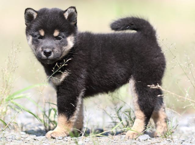 FP5A5334-puupy-shibainu