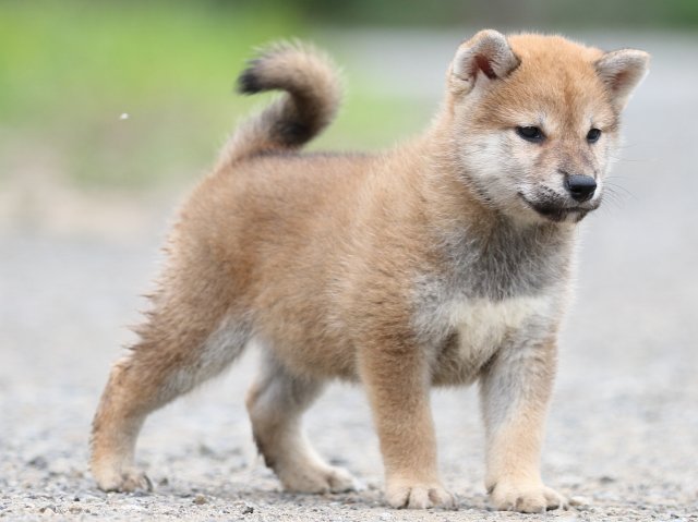 FP5A5384-puupy-shibainu