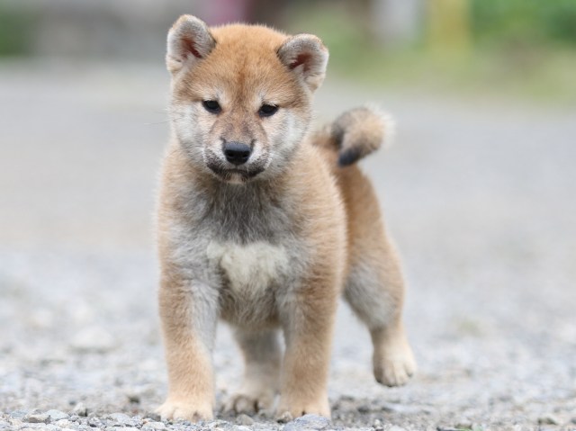 FP5A5427-puupy-shibainu