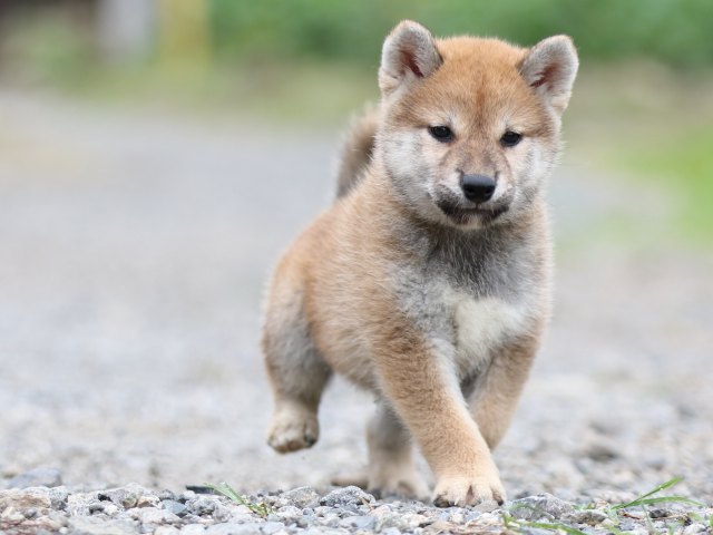 FP5A5448-puupy-shibainu