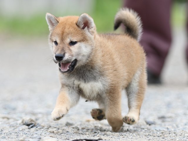 FP5A5482-puupy-shibainu