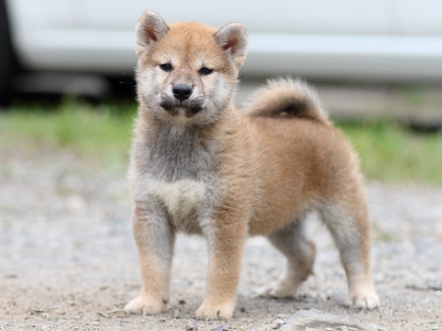 FP5A5521-puupy-shibainu