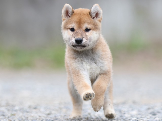 FP5A5551-puupy-shibainu