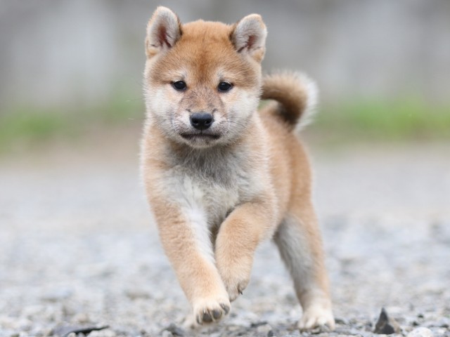 FP5A5558-puupy-shibainu