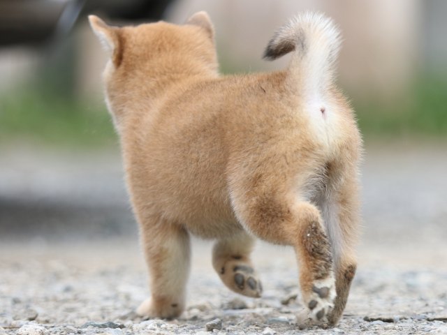 FP5A5563-puupy-shibainu