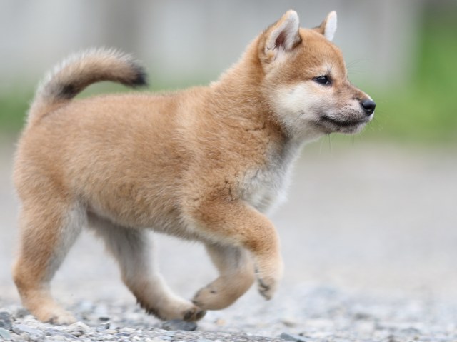 FP5A5567-puupy-shibainu