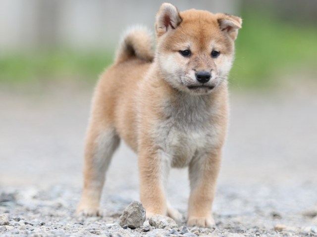 FP5A5622-puupy-shibainu