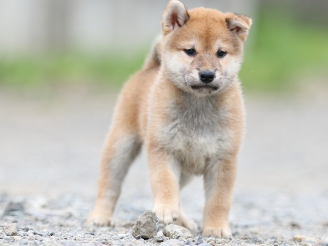 FP5A5626-puupy-shibainu