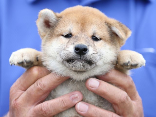 FP5A5633-puupy-shibainu