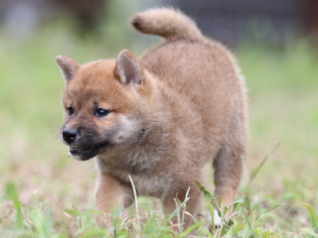 FP5A5973-puupy-shibainu