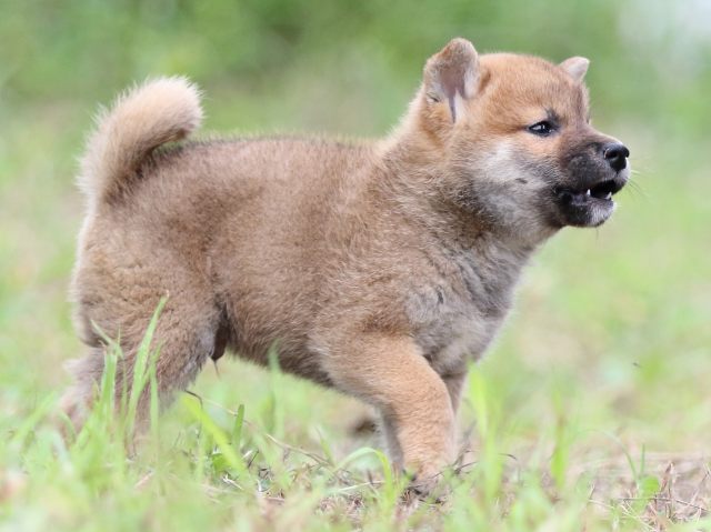 FP5A6005-puupy-shibainu