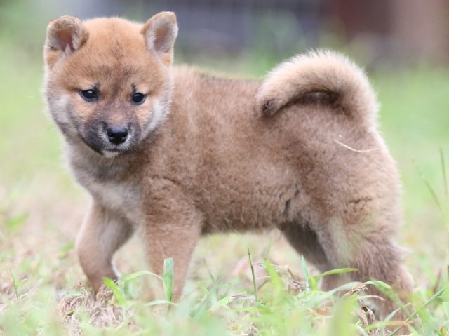 FP5A6011-puupy-shibainu