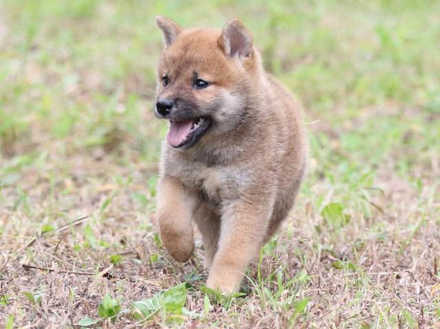 FP5A6030-puupy-shibainu