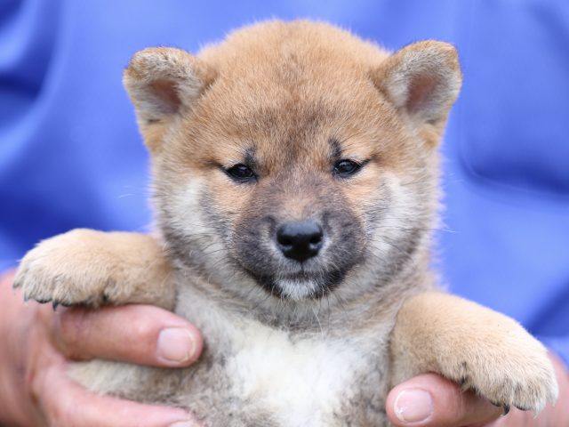 FP5A6065-puupy-shibainu