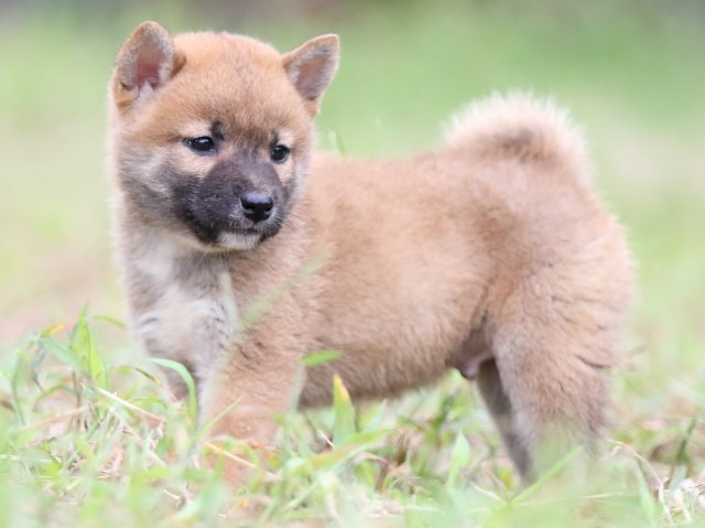 FP5A6092-puupy-shibainu