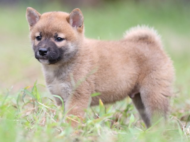 FP5A6103-puupy-shibainu