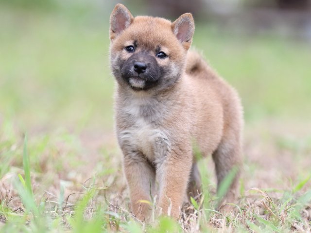 FP5A6125-puupy-shibainu