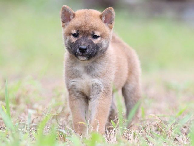 FP5A6131-puupy-shibainu