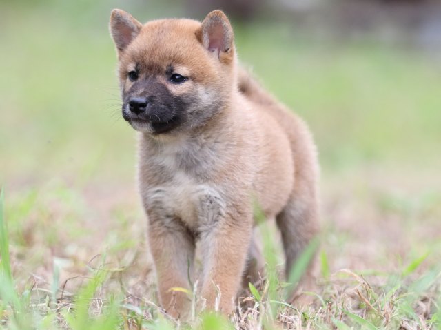 FP5A6133-puupy-shibainu