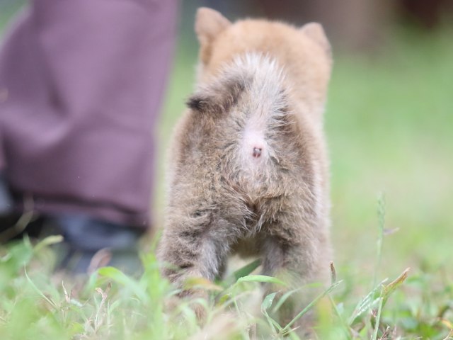 FP5A6180-puupy-shibainu