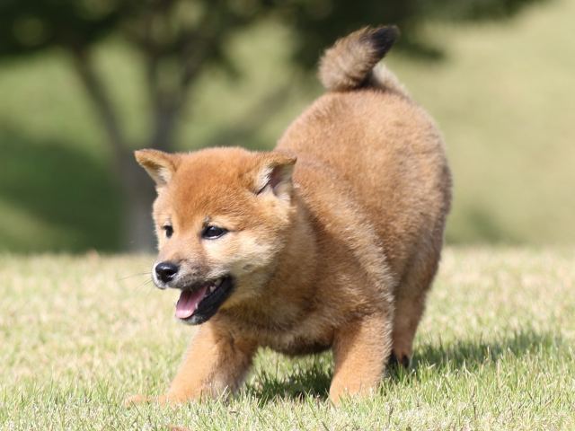 FP5A6187-puupy-shibainu